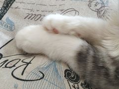-瞄一喵猫咖(格力海岸店)