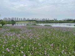 -洋湖国家湿地公园