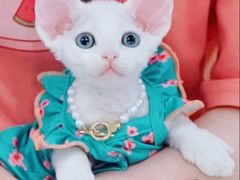 -十年猫舍·猫咪专门店(普陀店)
