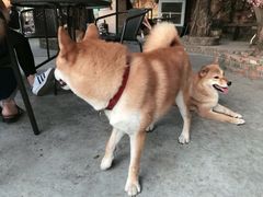 -柴犬高等学院·狗咖·柴犬售卖·宠物训练