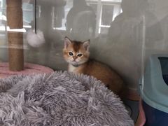 -糯米喵星人总部直营旗舰店·猫舍·幼猫出售