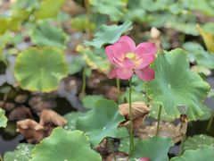 -木塔寺遗址生态公园