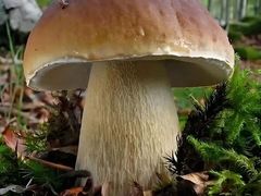 -野菌园·野生菌火锅首创第一家(关兴路总店)