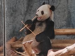 -深圳野生动物园