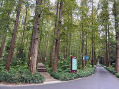 -东平国家森林公园