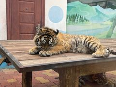 -大连森林动物园