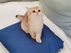 -东方名猫馆·英短金渐层布偶猫舍(环线广场1号楼店)