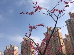-三林塘老街
