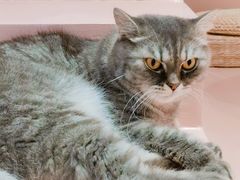 -猫儿山۰猫主题餐厅