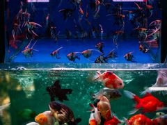 -青石桥花鸟鱼虫市场(叠翠城店)