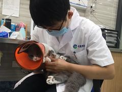 -瑞派名望志远动物医院·猫科·內科·异宠专科(直港大道店)