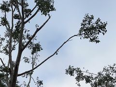 -野象谷景区