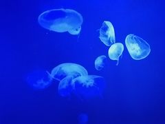 -暹罗海洋世界
