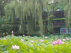 -莲湖公园