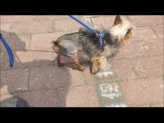 -伟伟宠物医院·CT影像中心·瑞派犬猫综合性门诊(汉口总院)