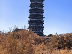 -金塔沙漠胡杨林景区