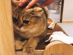 -飞行喵MR PILOT|猫舍·猫咖(静安大融城店)