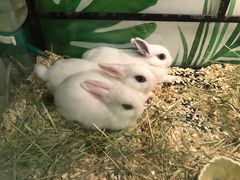 -藦茜花园宠物主题亲子互动体验馆(国顺东路店)