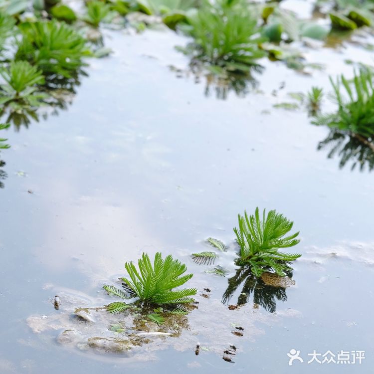 良凤江国家森林公园