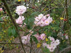 -墨尔本皇家植物园