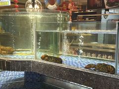 -海派美食·家宴海鲜青岛菜·石锅鲽鱼头(东方城店)