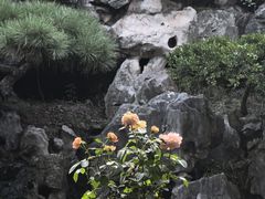 -朴园