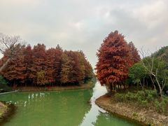 -贡湖湾湿地公园