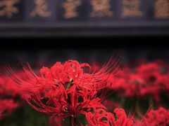 -西安大兴善寺