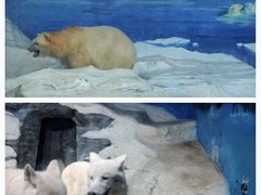 -海合安天津极地海洋公园