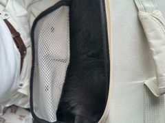 -瑞鹏宠物医院·骨科·猫科·内科(第一中心)