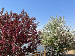 -长白岛森林公园