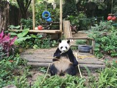 -深圳野生动物园