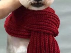 -安安宠医·安宠宠物医院