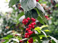 -樱桃山旅游景区