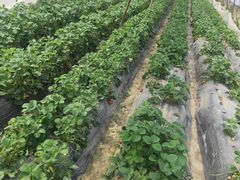 -胜丰草莓采摘园