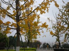 -铁山坪森林公园