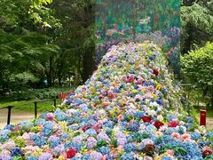 -上海共青森林公园