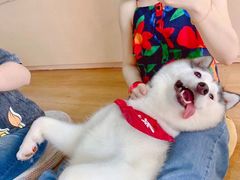 -Husky Go! 哈士奇体验馆·宠物咖啡厅狗咖