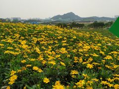 -光明小镇欢乐田园
