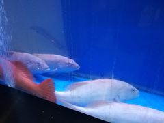 -四季火锅酒家(新濠影汇店)