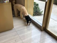 -悠尼宠物·独立低压伊珊娜洗护·美容·寄养(兰谷路店)