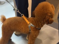 -宠物星动物医院·眼科·异宠·猫科(江南大道总院)