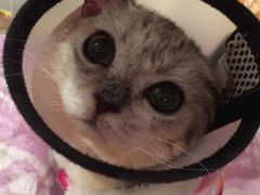 -Bastet sally猫舍购宠(静安店)