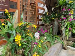 -深圳仙湖植物园