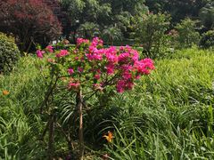 -鼓浪屿内厝澳码头(轮渡站)
