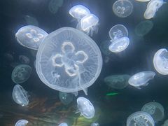 -海合安成都极地海洋公园