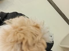 -有喵·猫咖·狗咖·30几只猫10只小狗(岗厦店)