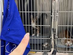 -福州肆爪动物医院