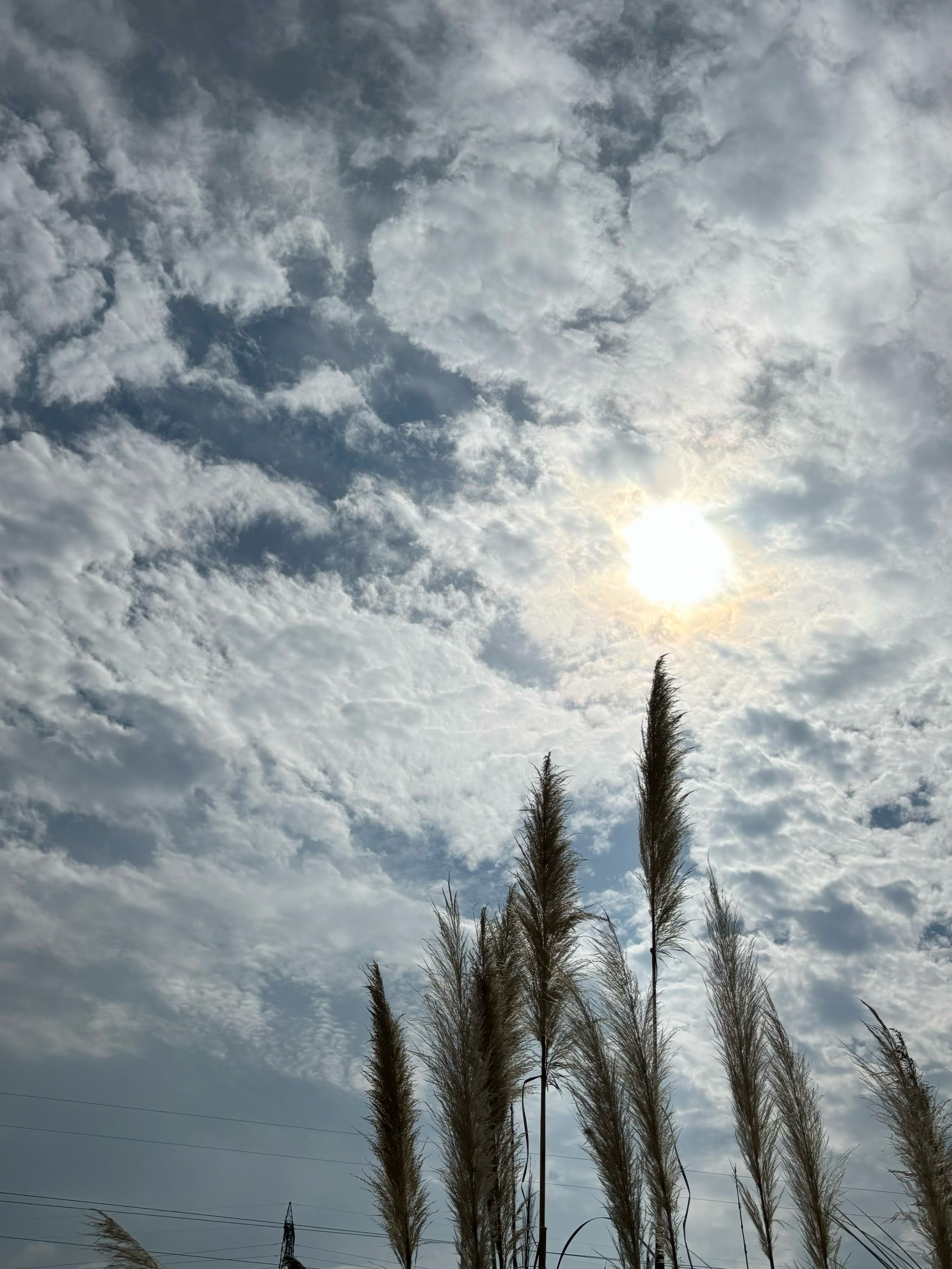 惠风和畅风景图片图片