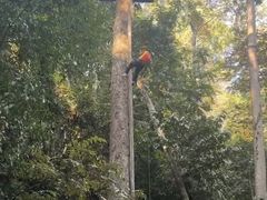 -西双版纳原始森林公园